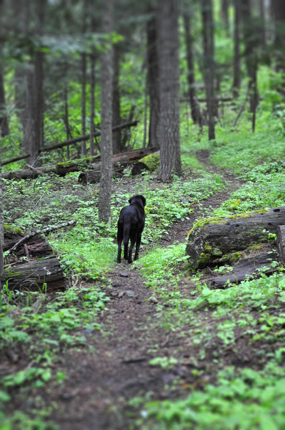 Black dog on a forest trail